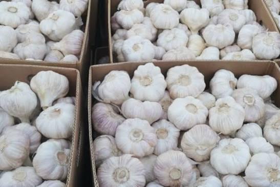 Fresh Garlic